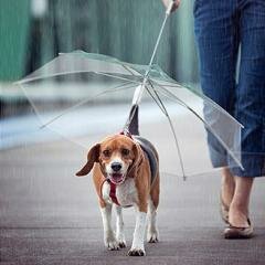 Dogbrella Зонт-поводок для собак